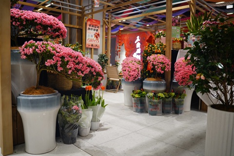 可以多季節(jié)開花的四季杜鵑，兩廣和北方都能養(yǎng)，特容易復(fù)花