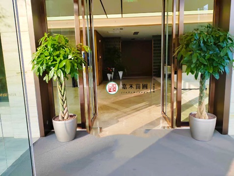 發(fā)財樹擺放有講究，擺在3個位置，鎮(zhèn)宅辟邪又旺財！