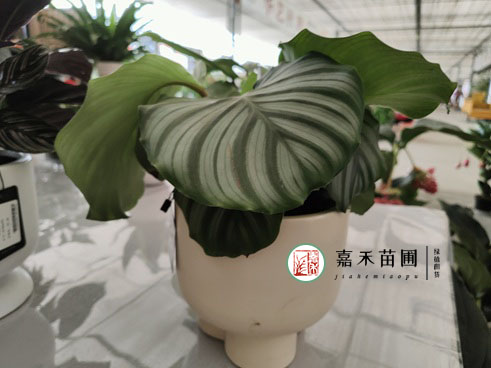 西安花卉租擺公司|西安嘉禾苗圃