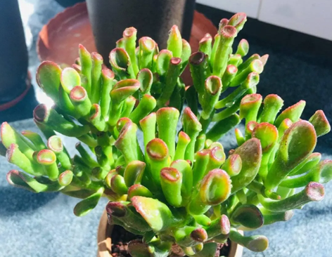 吸財樹冬天怎么養(yǎng)？牢記4個要點，綠葉長出&ldquo;紅尖尖&rdquo;